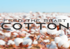 FTB Cotton